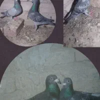سه جفت گبوتر مسافتی