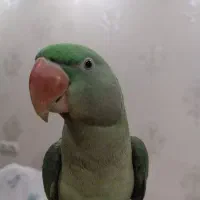 شاه طوطی اسکندر ۱۰ ماهه