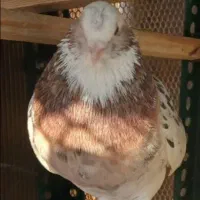 نر سرور
