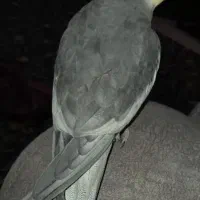 عروس هلندی نر سخنگو
