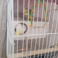 دوجفت عروس هلندی