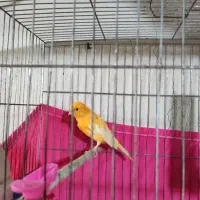 قناذی نر دهن سهره