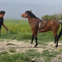 اسب نریون ۳ سال