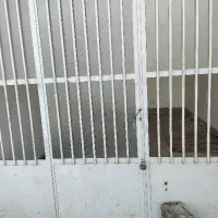 مغازه سی متری نوساز مجتمع سادات گردنه تنباکویی