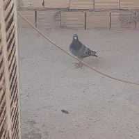 ابلق سیاه