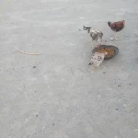 مرغ خروس