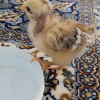 جوجه مرغ