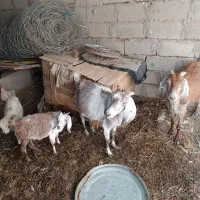 گوسفنددوعددبزدوعددکره