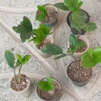 ماهی|ماهی|آبدانان, |دیوار