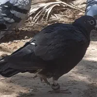 کبوتر