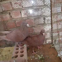 کفتر گلی وسبز پلنگ