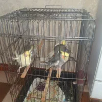 فروش عروس هلندی دون خور
