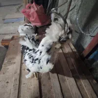 مرغ پاپر وکاکلی