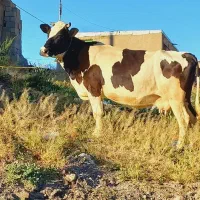 گاو ابستن شکم سوم ۲۰ روز تا زایمان شیر ۲۲