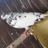 کفتر|پرنده|فومن, |دیوار