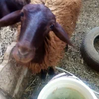 بره ماده همو 10 ماهه