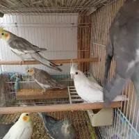 عروس|پرنده|زاهدان, |دیوار