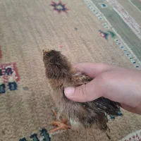 چهار تا جوجه دوتا رسمی دوتا هم رنگی بزرگ