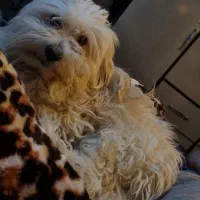 ی خانواده شیتزو