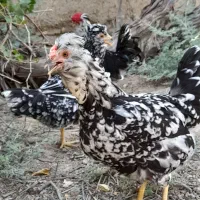 مرغ و خروس گلین