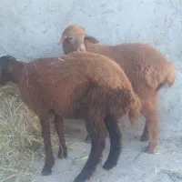 بره ماده