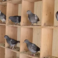 جوجه پلاکی
