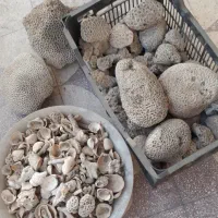 فروش مرجان دریایی و صدف