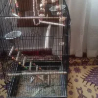 قفس پرنده عروس هلندی
