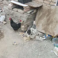 مرغ وخروس