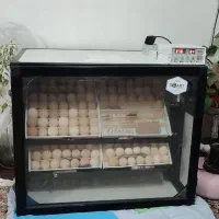 دستگاه جوجه کشی 252تایی