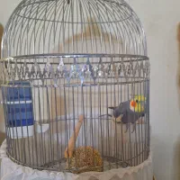 عروس هلندی نر 8 ماهه