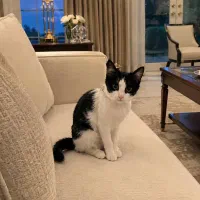 واگذاری بچه گربه ۳ماهه