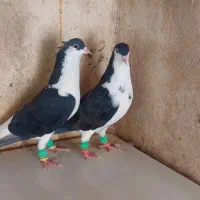 کبوتر