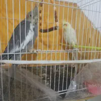 یک جفت جوجه دستی۴ماهه