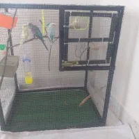 قفس پرنده