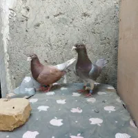 جفت میلیومنز خالص