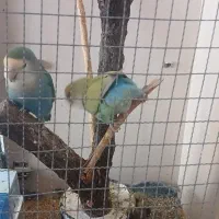 بچه ی ک ماهه طوطی برزیلی رنگ آبی