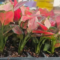 به دلیل جمع آوری گلخانه گل آپارتمانی به قیمت خرید