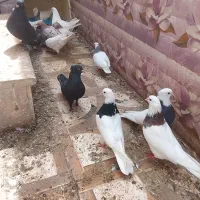 چندجفت کفتر خوشگل