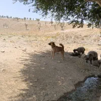 سگ گله دو ساله