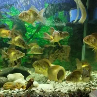 ماهی گلدفیش