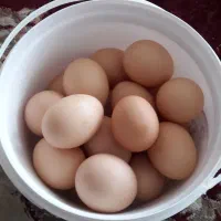 تخم مرغ محلی