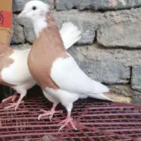 کبوتر|پرنده|طاغنکوه, |دیوار