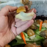 فروش انواع حلزون .جوجه حلزون و مولد