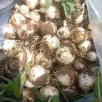 موسیر عمده و خرده