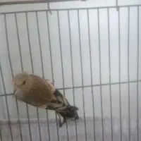 جوجه سهره سقا