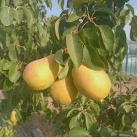 اجاره باغ میوه ی شما