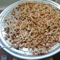 پیاز زعفران اماده کشت و پاک شده (650 گرم)