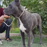همه نژاد بالغ موجوده
