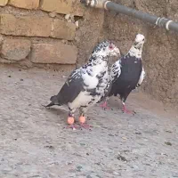 کفتر کبوتر